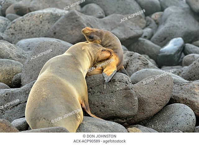 Galápagos sea lion (Zalophus wollebaeki) Affectionate interacting pair, Galapagos Islands National Park, North Seymore Is., Ecuador