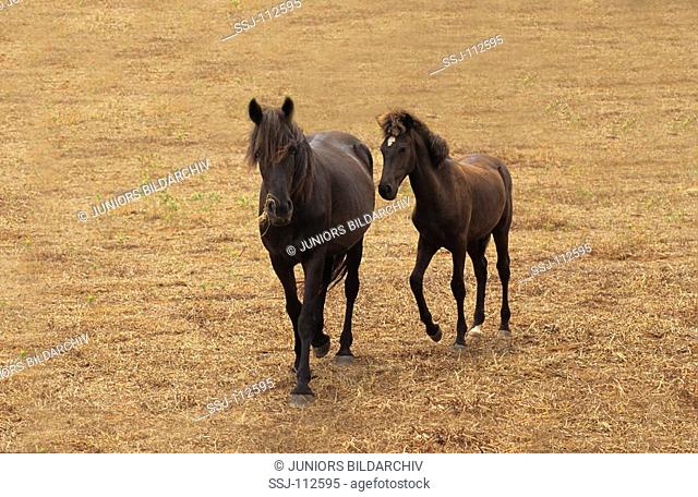 Menorquin horse - mare with foal