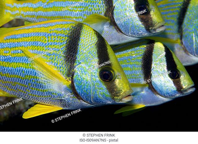Small group of Porkfish
