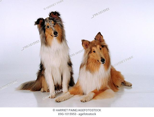Collies: type of breed