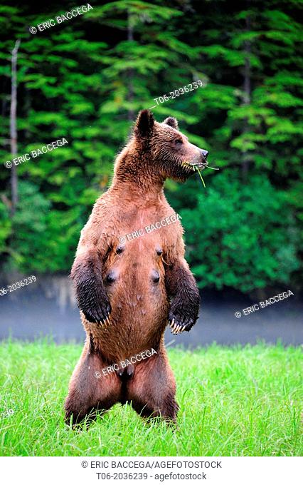 Female grizzly bear (Ursus arctos horribilis) standing up in alert and looking around, while feeding on sedge, Khutzeymateen Grizzly Bear Sanctuary