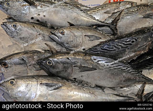 Chub (Scomber japonicus) Mackerels, fish market, Sydney, New South Wales, Australia, Oceania