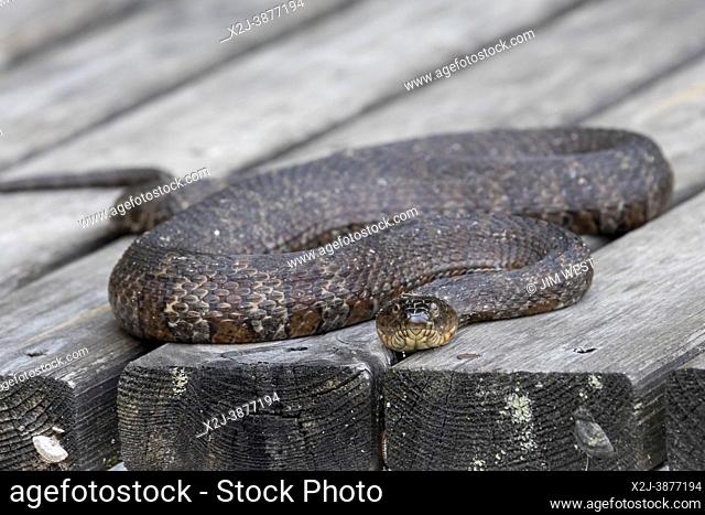 Prairieville, Michigan - A Northern Water Snake (Nerodia sipedon) on a wooden dock on a small west Michigan lake