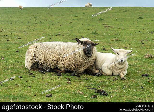 Schwarzkopfschaf mit Lämmern, Schleswig-Holstein, Deutschland / Blackface sheep with lambs, Schleswig-Holstein, Germany