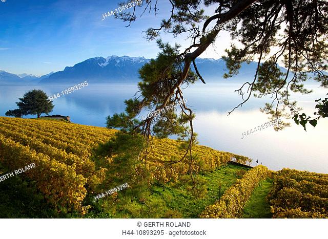 Saint Saphorin, Switzerland, Europe, canton Vaud, Lavaux, wine-growing area, UNESCO world heritage, lake, lake Geneva, vineyards