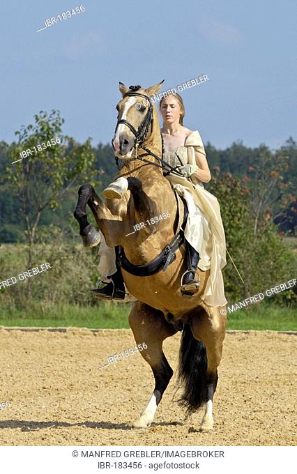 Girl wearing a historic dress on a rearing Lusitano horse stallion (circus exercise)