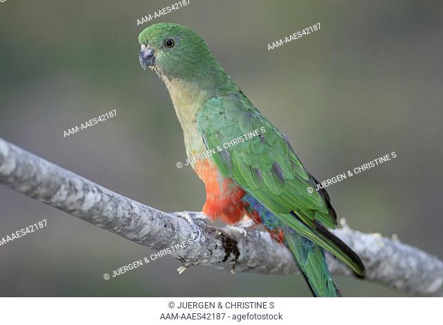 King Parrot (Alisterus scapularis), adult female, Australia