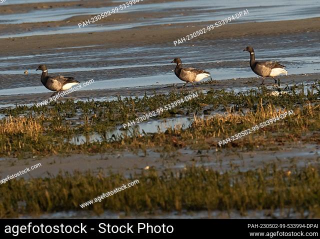 11 April 2023, Lower Saxony, Wangerooge: 11.04.2023, Wangerooge. Brant geese (Branta bernicla) are standing in the mudflats of the North Sea at the south coast...