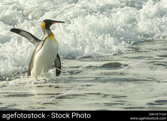 A King penguin (Aptenodytes patagonicus) is returning from feeding at sea at the King penguin colony (Aptenodytes patagonicus) at Gold Harbour