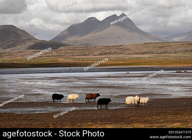 sheep herd, plateau, breidalsheidi