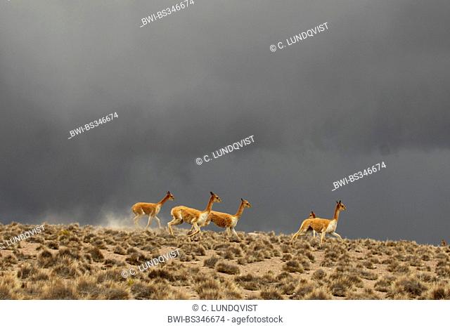 vicuna (Vicugna vicugna), herd and approaching storm in the background, Chile, Norte Grande, Lauca National Park