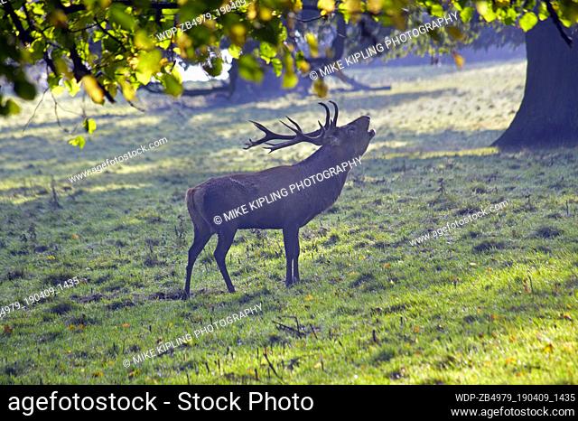 Stag at rut Studley Royal deer park Fountains Abbey Ripon North Yorkshire England