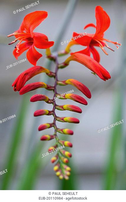 Montbretia Crocosmia Lucifer branched spike with emerging showy funnel-shaped red flowers isolated in shallow focus against a green and grey background