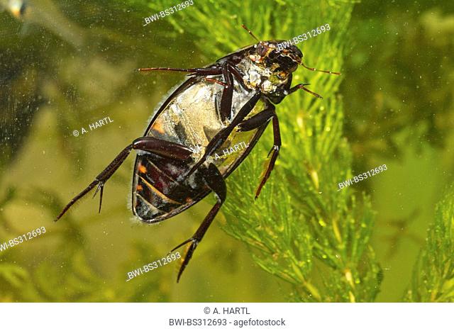 great black water beetle, great silver water beetle, greater silver beetle, diving water beetle (Hydrous piceus, Hydrochara piceus), female form below, Germany