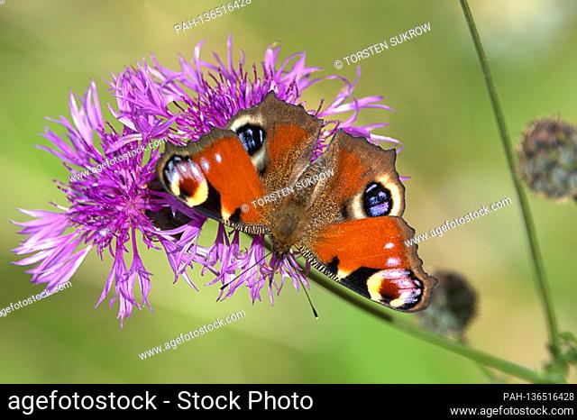 10/17/2020, Schleswig, a peacock butterfly (Aglais io) on a meadow knapweed (Centaurea jacea) on a sunny autumn day. The beautiful butterfly can no longer find...