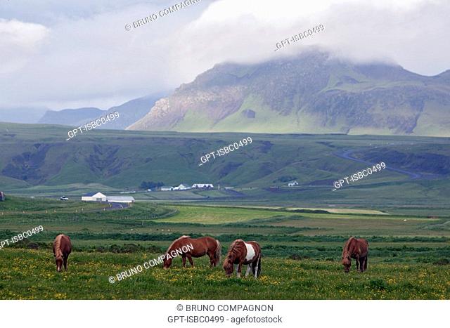 ICELANDIC HORSES NEAR VIK ON THE SOUTHERN COAST OF ICELAND, EUROPE
