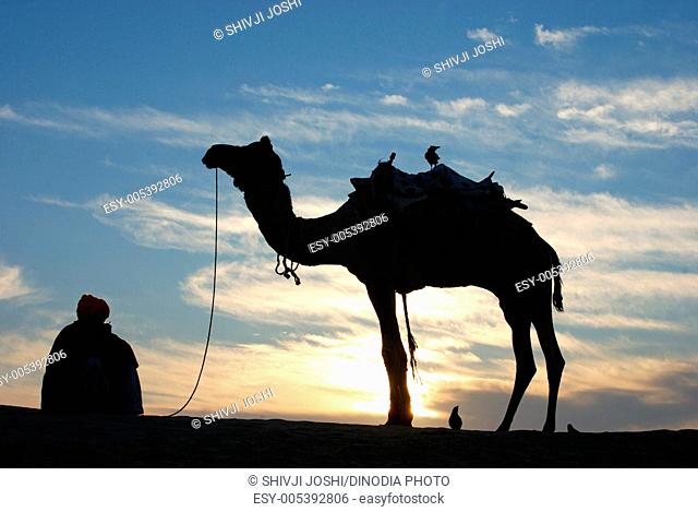 Man with camel in sand dunes , Khuhri , Jaisalmer , Rajasthan , India