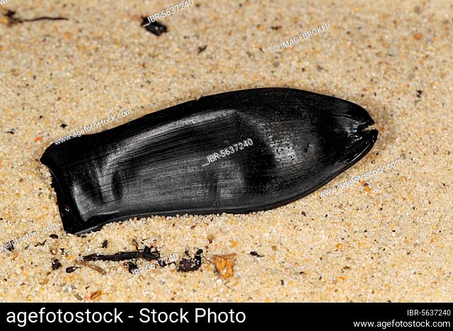 Blackmouth Catshark (Galeus melastomus) 'Mermaid's Purse' eggcase, on beach strandline, Ireland, Europe