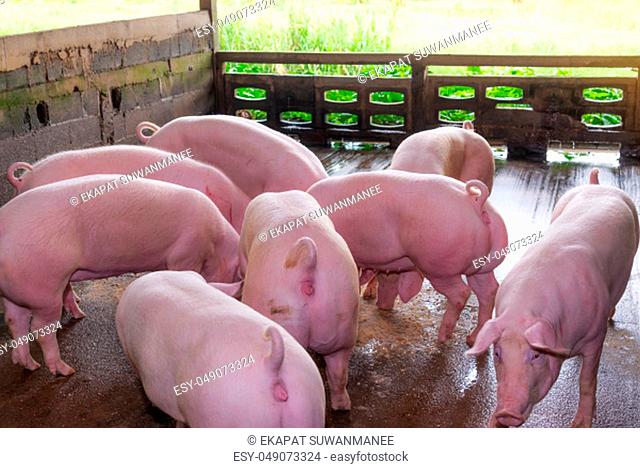 Breeders pink pigs on a farm in countryside, Farm pig concept