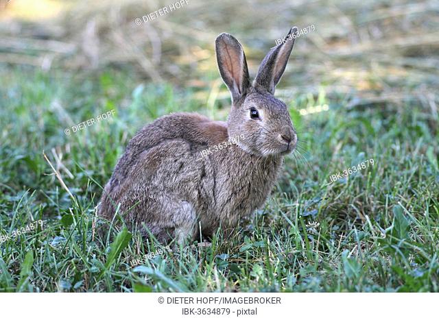 Common Rabbit (Oryctolagus cuniculus), Lower Austria, Austria
