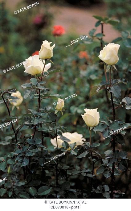 White hybrid rose bush