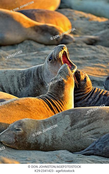 Northern elephant seal (Mirounga angustirostris) Confrontation between females in a breeding rookery, San Simeon, Piedras Blancas Rookery, California, USA