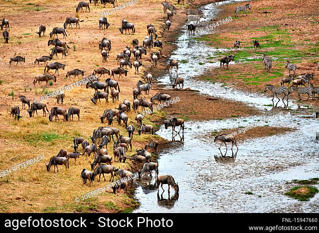 Blue wildebeests, plains zebras and antelopes, Tarangire National Park, Tanzania, East Africa, Africa