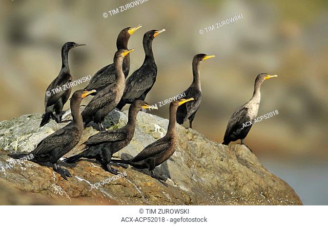 Double-crested Cormorants Phalacrocorax auritus on rocks near entrance to Victoria Harbour, Victoria BC