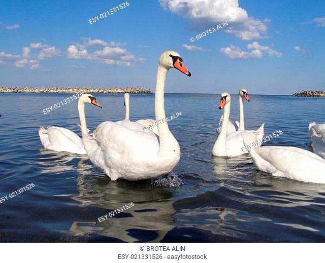 Swans on the water surface