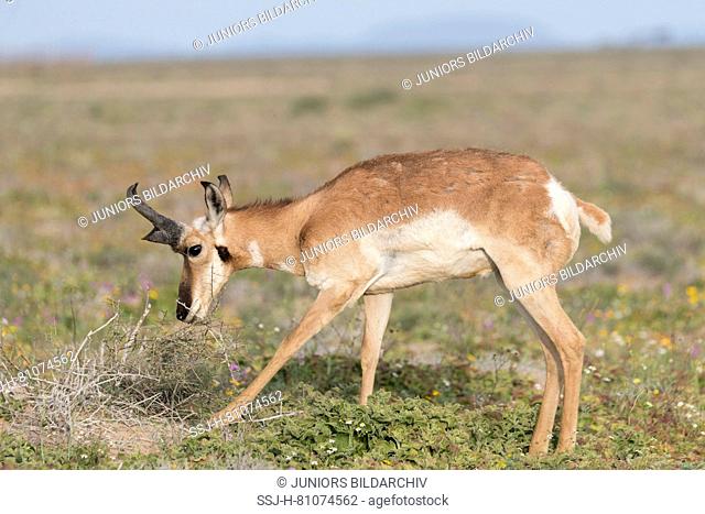Baja California Pronghorn (Antilocapa americana peninsularis). Adult male standing in semi-desert. The wild population is estimated at 200