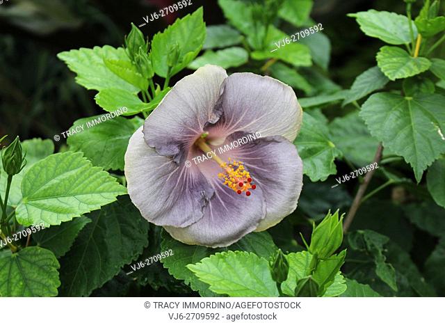 Close up of a Hibiscus of Moorea (RMMA Divine Being) in shades of gray and purple i