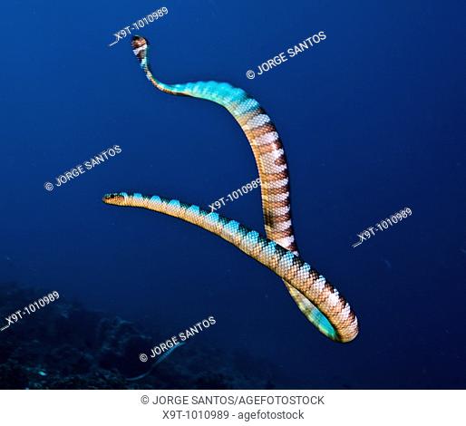 Underwater Life, U-Turn, Banded Sea Snake Laticauda Colubrina, IndonesiaIn Gunung Api in the Banda Sea one could dive surrounded by hundreds of sea snakes