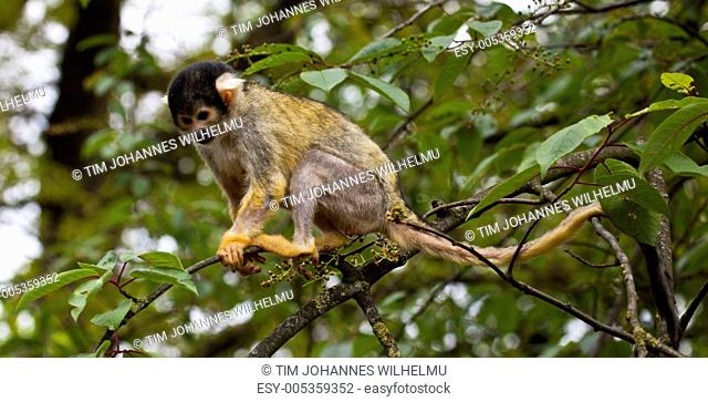 Squirrel monkey in a tree