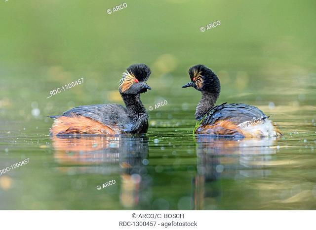 Black-necked Grebe, Bavaria, Germany, (Podiceps nigricollis)
