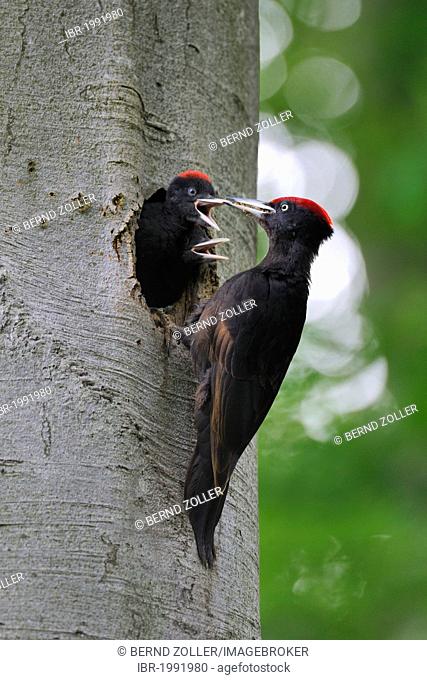 Black Woodpecker (Dryocopus martius) at nest hole in a beech with chicks (Fagus sylvatica), Biosphaerenreservat Schwaebische Alb or Swabian Mountains Biosphere...