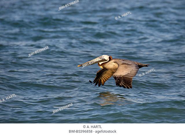 brown pelican (Pelecanus occidentalis), adult bird in flight over the water, USA, Florida, Westkueste, Tampa