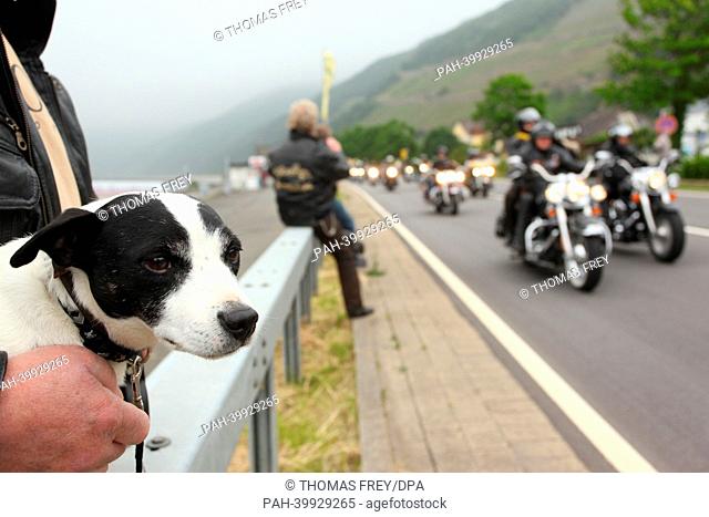 Dog observes bikers on Harley Davidsons during the Magic-Bike-Week in Assmannshausen, Germany, 01 June 2013. PHOTO:THOMAS FREY | usage worldwide