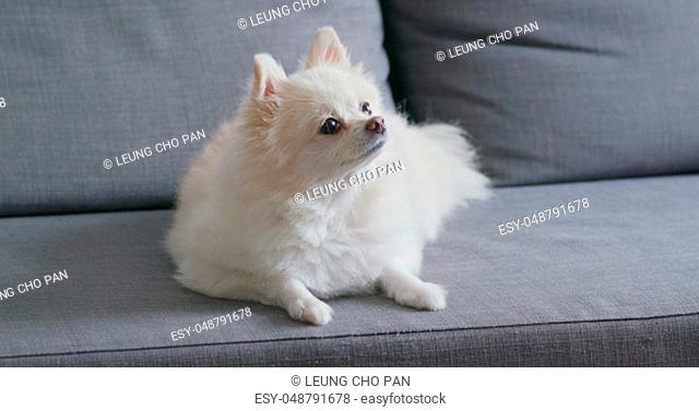 White pomeranian dog on sofa