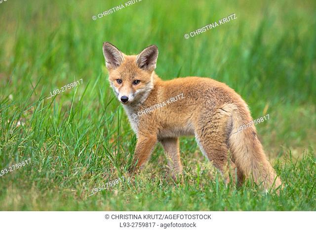 Red fox cub (Vulpes vulpes) in grass, Germany