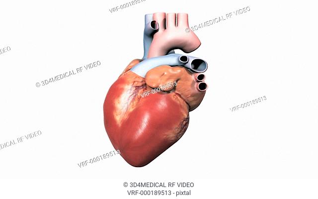 Animation depicting the anatomy of the heart. The camera pans from right to left and back again. The frontal section of the heart dissolves to reveal the...