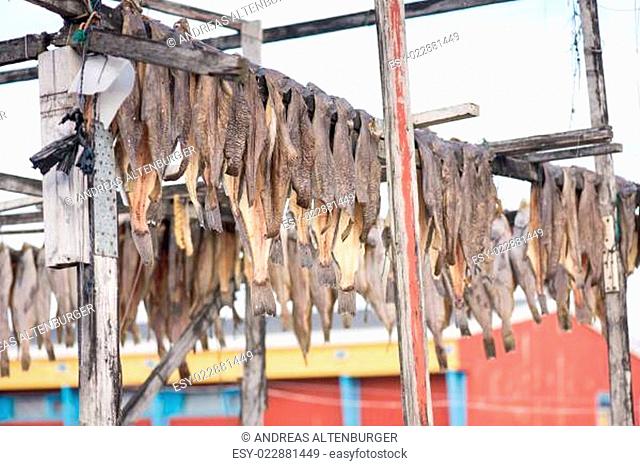 Greenland halibut drying on a wooden rack