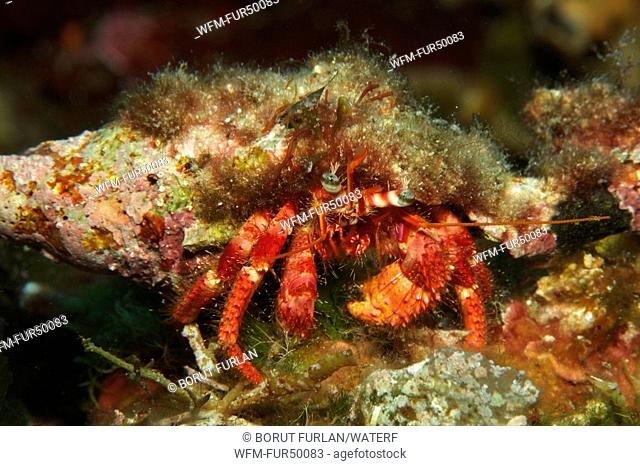 Great Red Hermit Crab, Dardanus calidus, Kanula, Susac Island, Adriatic Sea, Croatia