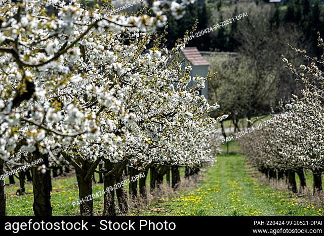 18 April 2022, Hessen, Witzenhausen: Cherry trees blossom on a plantation. Every year, from mid-April to early May, the landscape around Witzenhausen is...