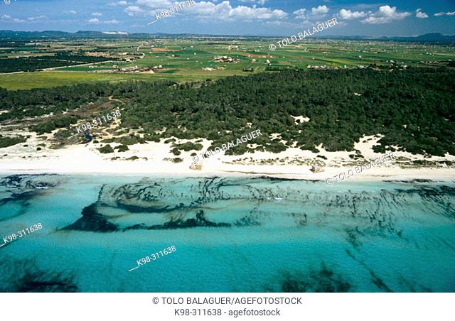 Es Trenc beach. Campos. Majorca, Balearic Islands. Spain