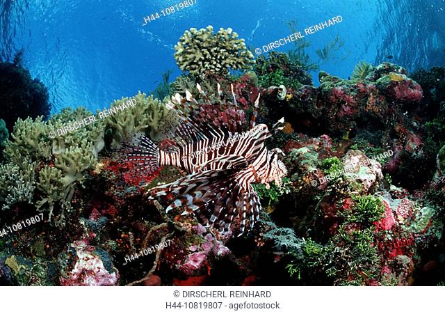 lionfish, turkeyfish, coral reef, Pterois volitans, Indonesia, Wakatobi Dive, Resort, Sulawesi, Indian Ocean, Bandasea