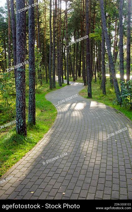Devious path paved with rectangular tiles in a pine forest