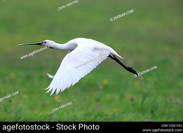 Eurasian or common spoonbill in nature, Island Texel, Holland