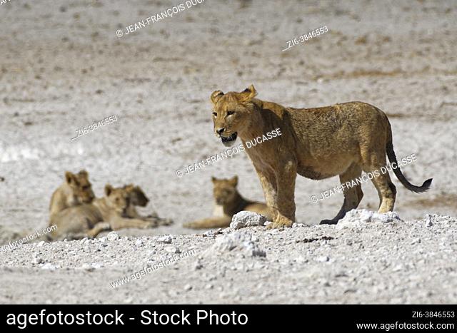 African lion (Panthera leo), young standing male on the lookout at the waterhole, Etosha National Park, Namibia, Africa