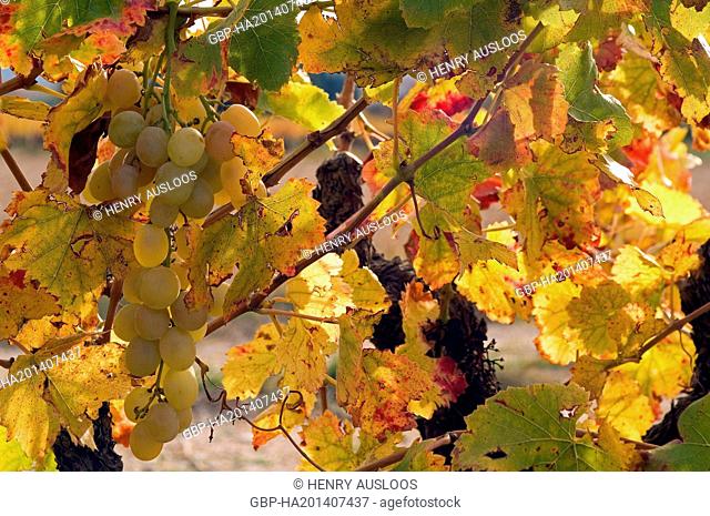White Grape (Vitis vinifera) - Autumn - France, Europe - November 2007