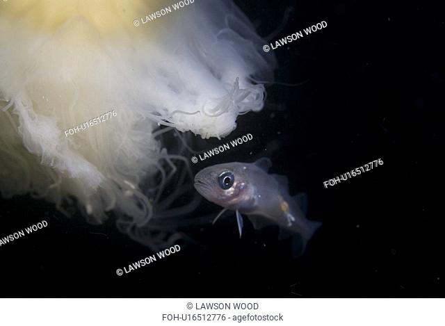 Juvenile Whiting Merlangius merlangius, showing parasite attached to body and swimming with Lions mane Jellyfish, St Abbs, Scotland, UK